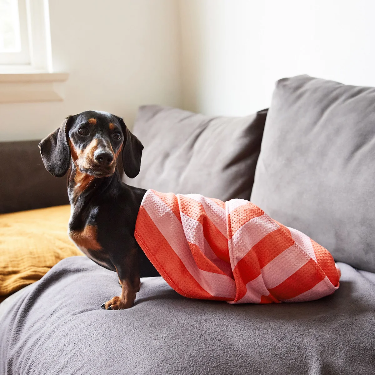 Geschenkkarte für den besten Freund (Hunde & Haustiere) – Bild 3